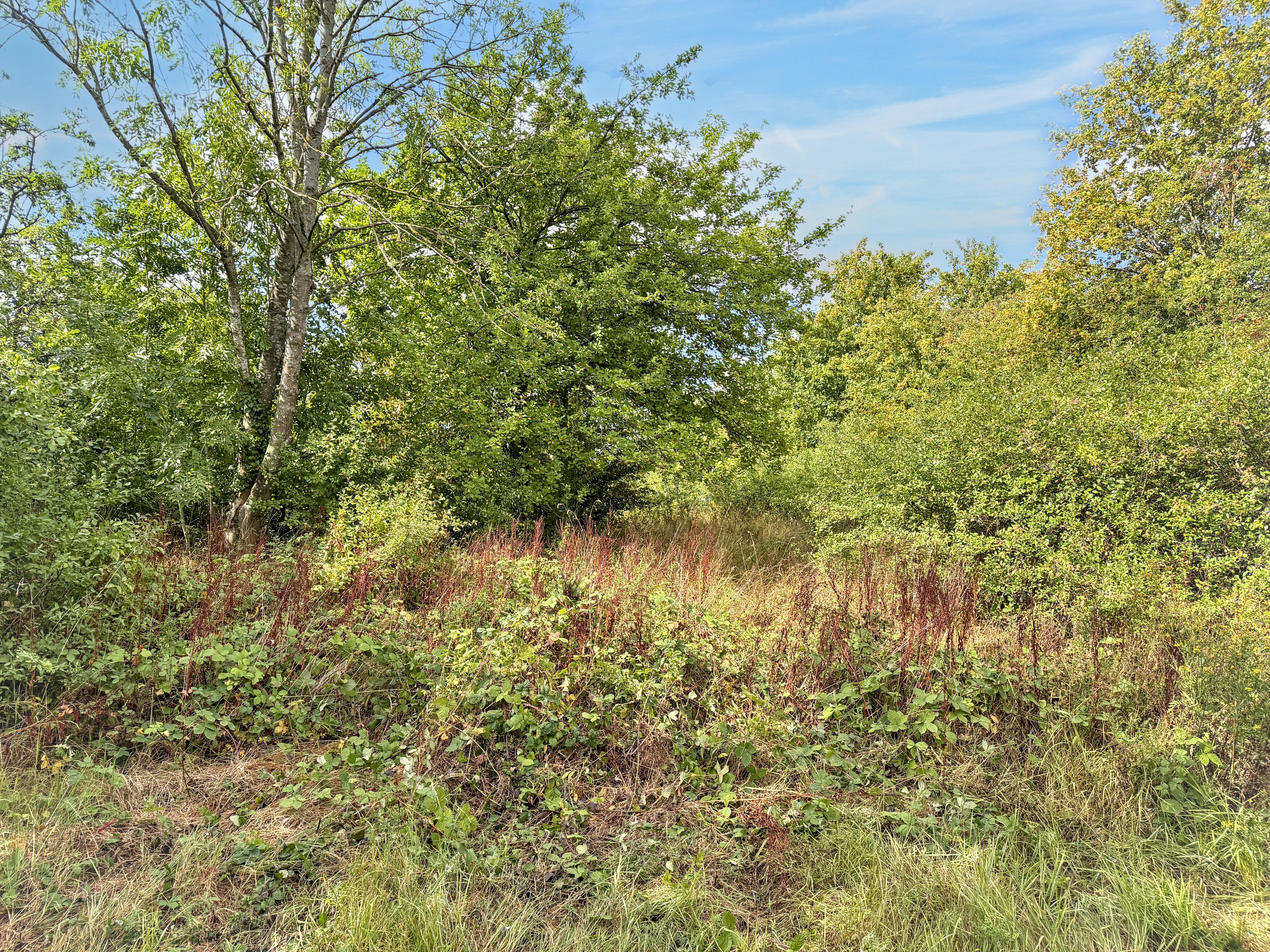 Property image #7